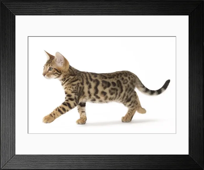 Framed Print : Picture No. 11092538 Framed Print : Picture No. 11092538