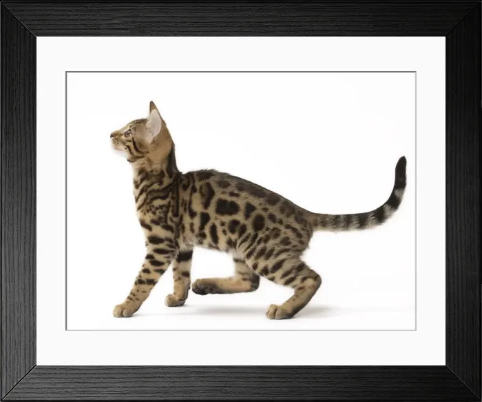 Framed Print : Picture No. 11092539 Framed Print : Picture No. 11092539