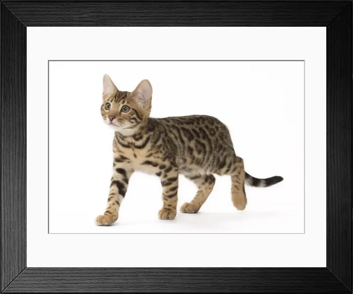 Framed Print : Picture No. 11092541 Framed Print : Picture No. 11092541