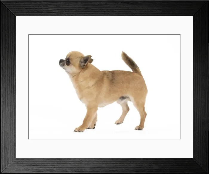 Framed Print : Picture No. 11092546 Framed Print : Picture No. 11092546