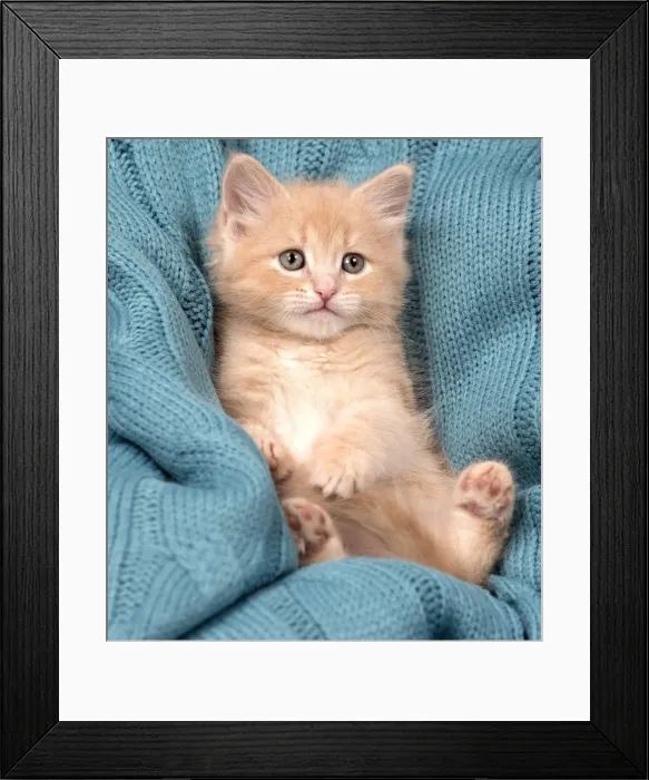 Framed Print : Picture No. 11092549 Framed Print : Picture No. 11092549