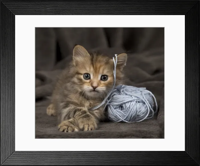 Framed Print : Picture No. 11092550 Framed Print : Picture No. 11092550