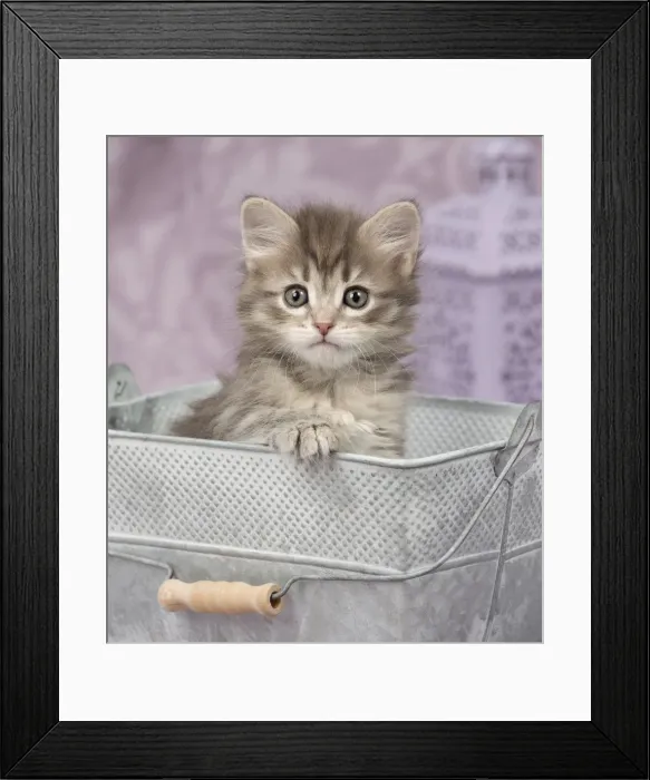 Framed Print : Picture No. 11092551