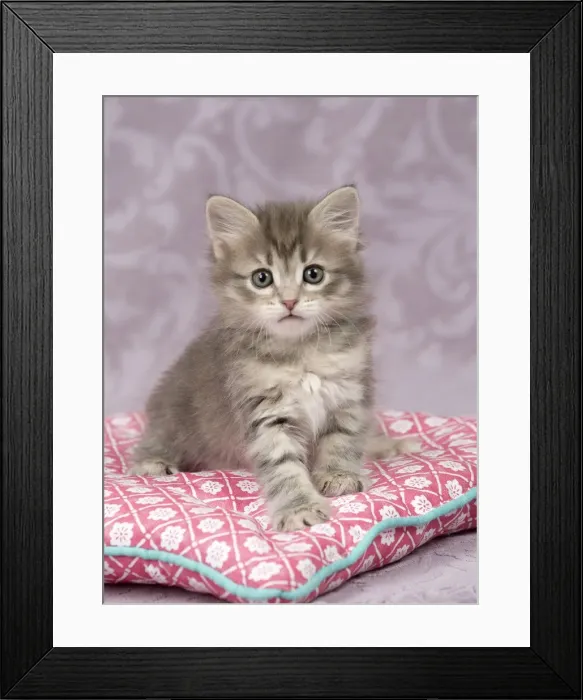 Framed Print : Picture No. 11092552 Framed Print : Picture No. 11092552