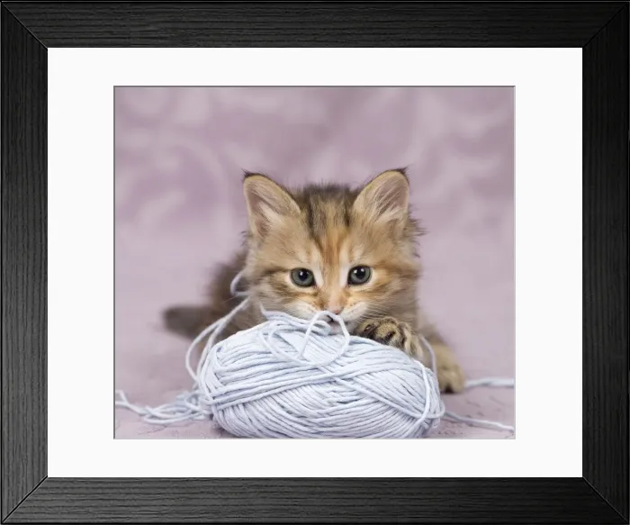 Framed Print : Picture No. 11092553 Framed Print : Picture No. 11092553