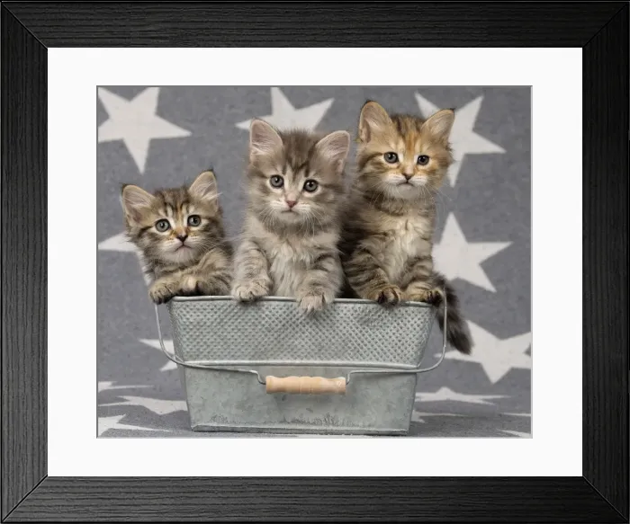 Framed Print : Picture No. 11092554 Framed Print : Picture No. 11092554