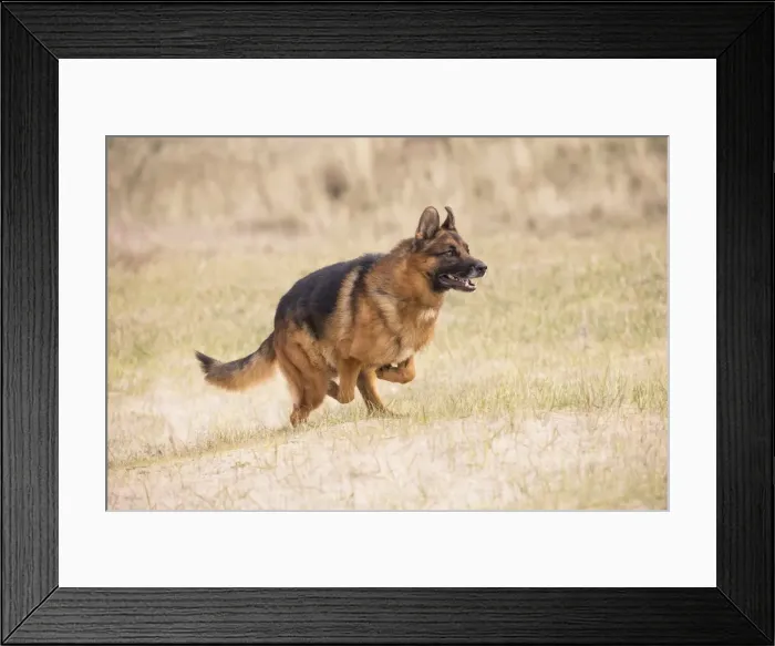 Framed Print : Picture No. 11092555 Framed Print : Picture No. 11092555
