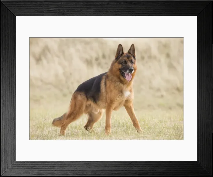 Framed Print : Picture No. 11092557 Framed Print : Picture No. 11092557