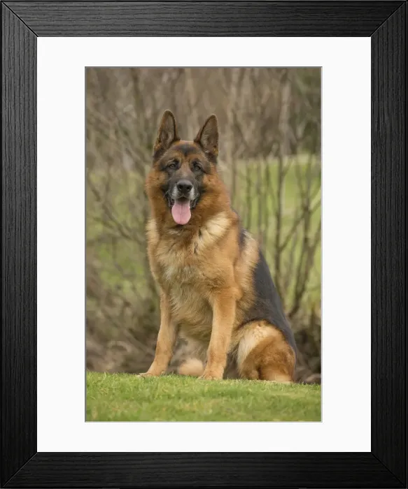 Framed Print : Picture No. 11092563 Framed Print : Picture No. 11092563