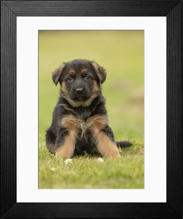 Framed Print : Picture No. 11092568 Framed Print : Picture No. 11092568