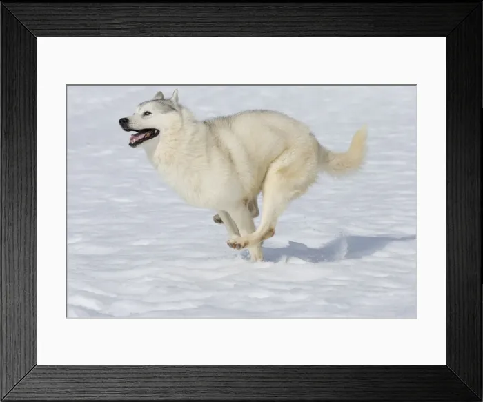 Framed Print : Picture No. 11092572 Framed Print : Picture No. 11092572