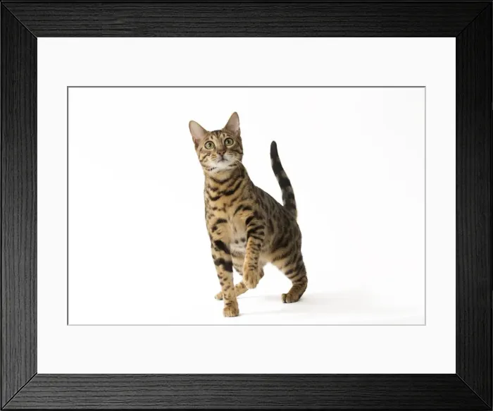 Framed Print : Picture No. 11092574 Framed Print : Picture No. 11092574