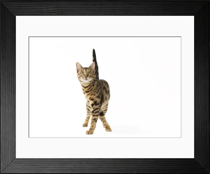 Framed Print : Picture No. 11092575 Framed Print : Picture No. 11092575
