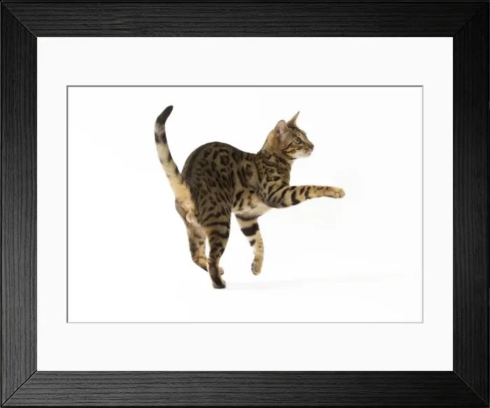 Framed Print : Picture No. 11092576 Framed Print : Picture No. 11092576