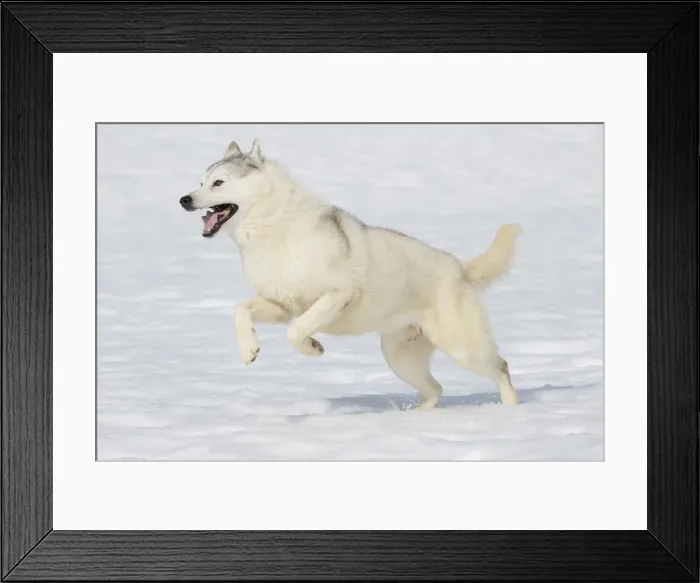 Framed Print : Picture No. 11092571 Framed Print : Picture No. 11092571