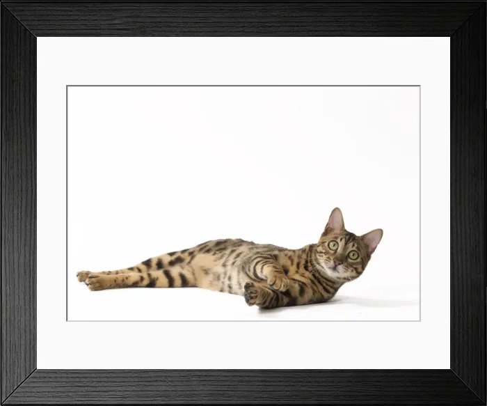 Framed Print : Picture No. 11092577 Framed Print : Picture No. 11092577
