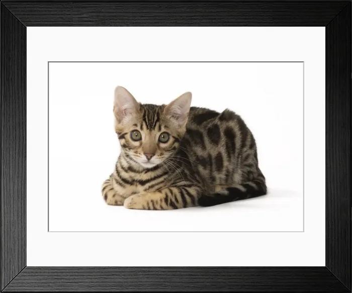 Framed Print : Picture No. 11092579 Framed Print : Picture No. 11092579