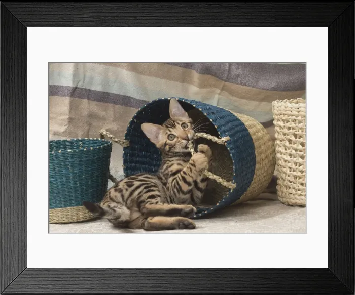Framed Print : Picture No. 11092582 Framed Print : Picture No. 11092582