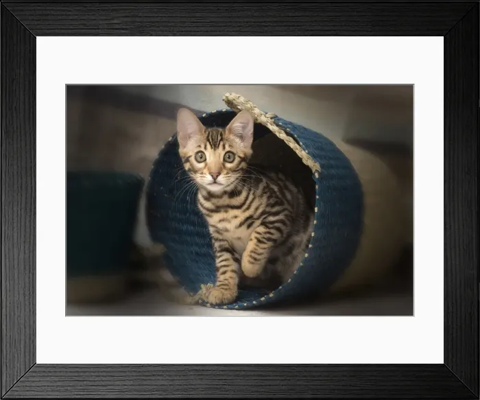 Framed Print : Picture No. 11092583 Framed Print : Picture No. 11092583
