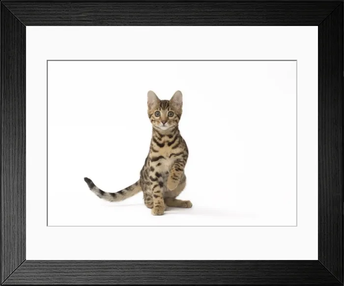 Framed Print : Picture No. 11092580 Framed Print : Picture No. 11092580