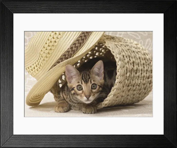 Framed Print : Picture No. 11092585 Framed Print : Picture No. 11092585