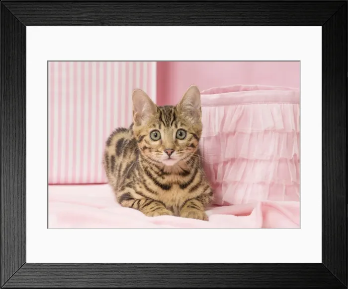 Framed Print : Picture No. 11092587 Framed Print : Picture No. 11092587