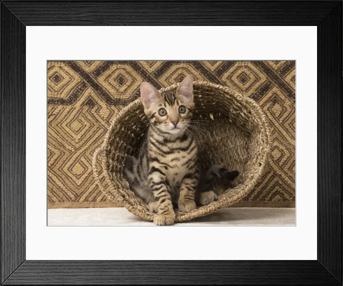 Framed Print : Picture No. 11092586 Framed Print : Picture No. 11092586