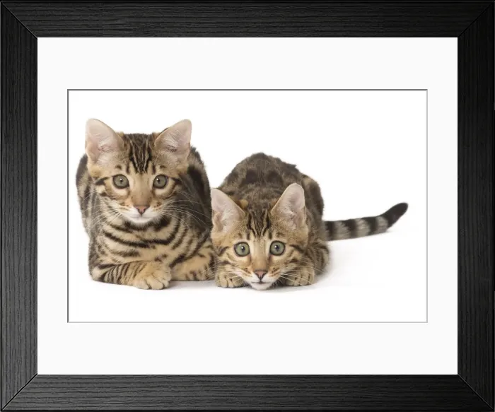 Framed Print : Picture No. 11092590 Framed Print : Picture No. 11092590