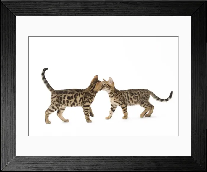 Framed Print : Picture No. 11092591 Framed Print : Picture No. 11092591