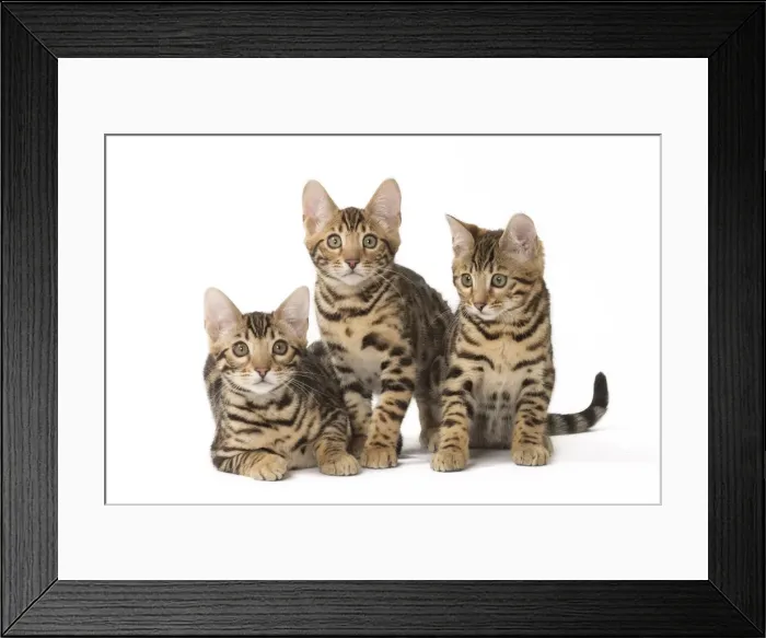 Framed Print : Picture No. 11092592 Framed Print : Picture No. 11092592