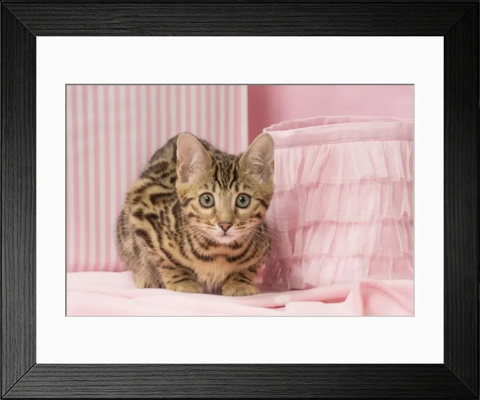 Framed Print : Picture No. 11092588 Framed Print : Picture No. 11092588