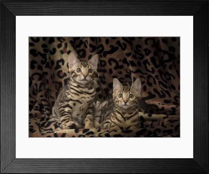 Framed Print : Picture No. 11092597 Framed Print : Picture No. 11092597