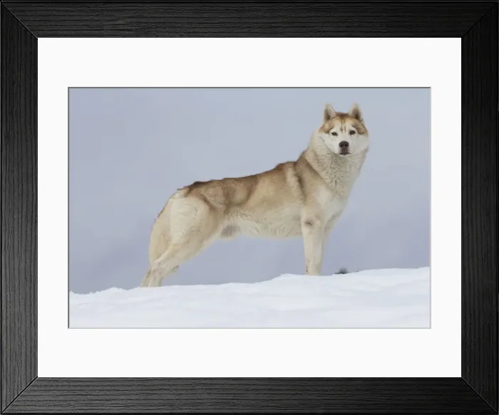 Framed Print : Picture No. 11092600 Framed Print : Picture No. 11092600