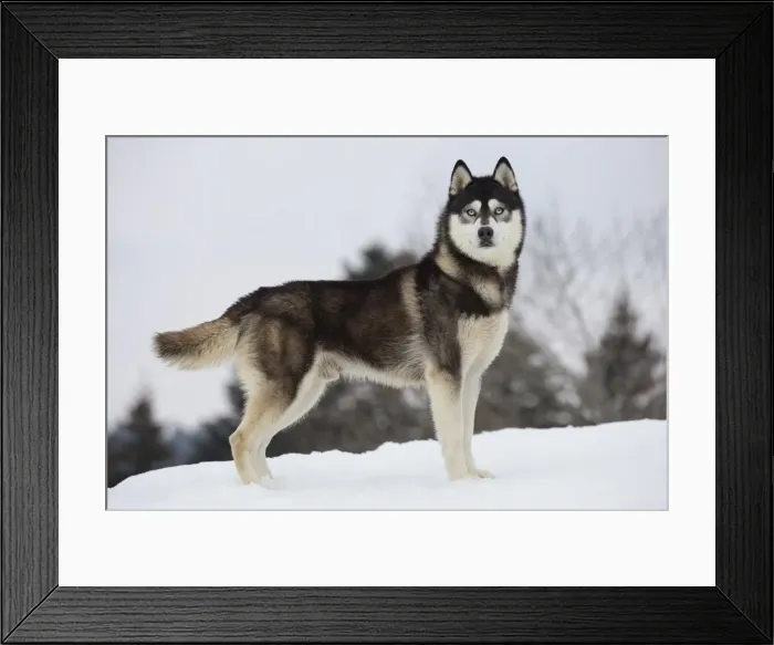 Framed Print : Picture No. 11092601 Framed Print : Picture No. 11092601