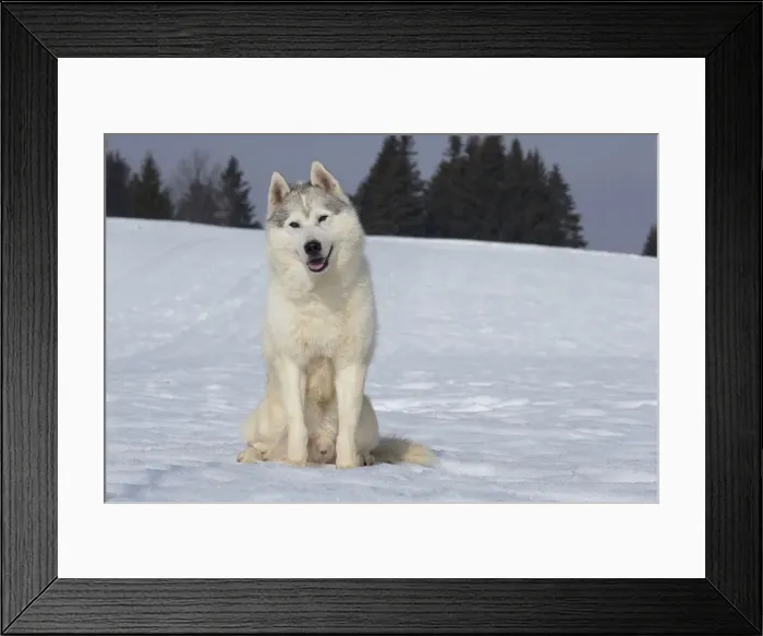 Framed Print : Picture No. 11092603 Framed Print : Picture No. 11092603