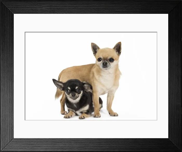 Framed Print : Picture No. 11092605 Framed Print : Picture No. 11092605