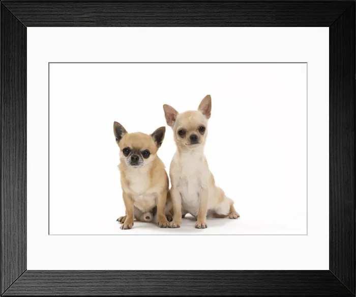 Framed Print : Picture No. 11092606 Framed Print : Picture No. 11092606