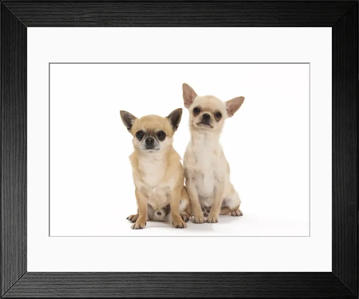 Framed Print : Picture No. 11092607 Framed Print : Picture No. 11092607