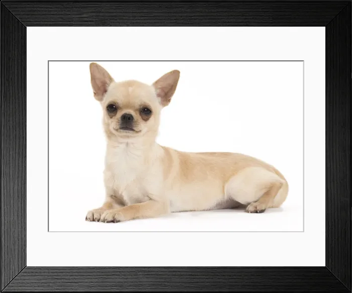 Framed Print : Picture No. 11092608 Framed Print : Picture No. 11092608