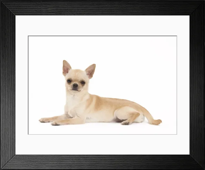 Framed Print : Picture No. 11092610 Framed Print : Picture No. 11092610