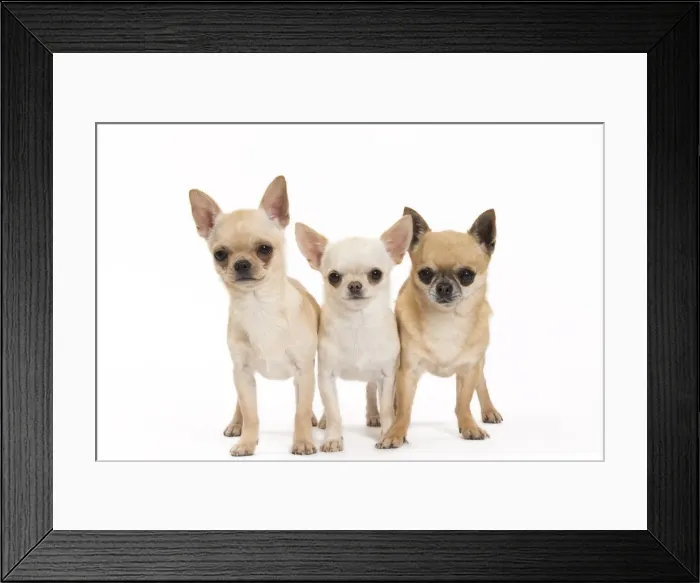 Framed Print : Picture No. 11092611 Framed Print : Picture No. 11092611