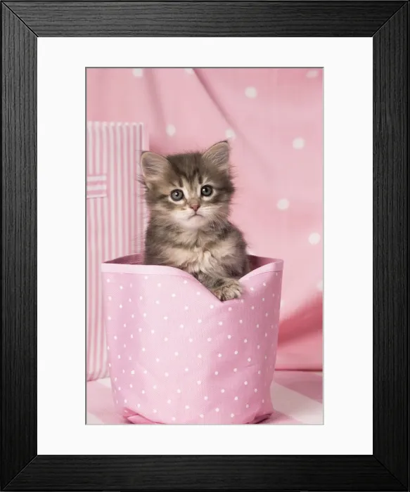 Framed Print : Picture No. 11092612 Framed Print : Picture No. 11092612