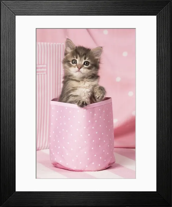 Framed Print : Picture No. 11092613 Framed Print : Picture No. 11092613