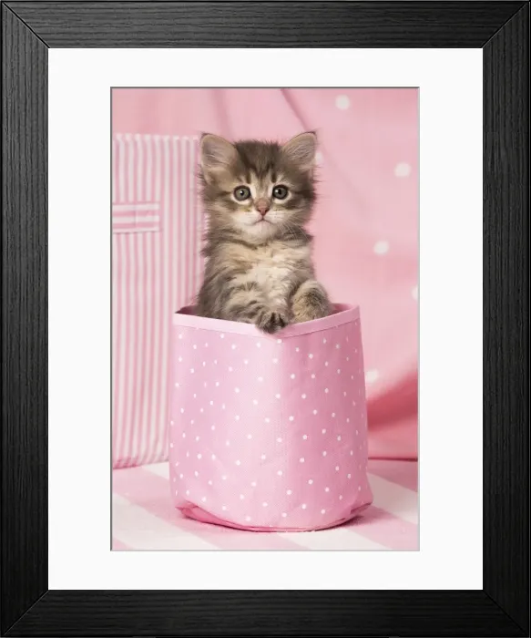 Framed Print : Picture No. 11092614 Framed Print : Picture No. 11092614