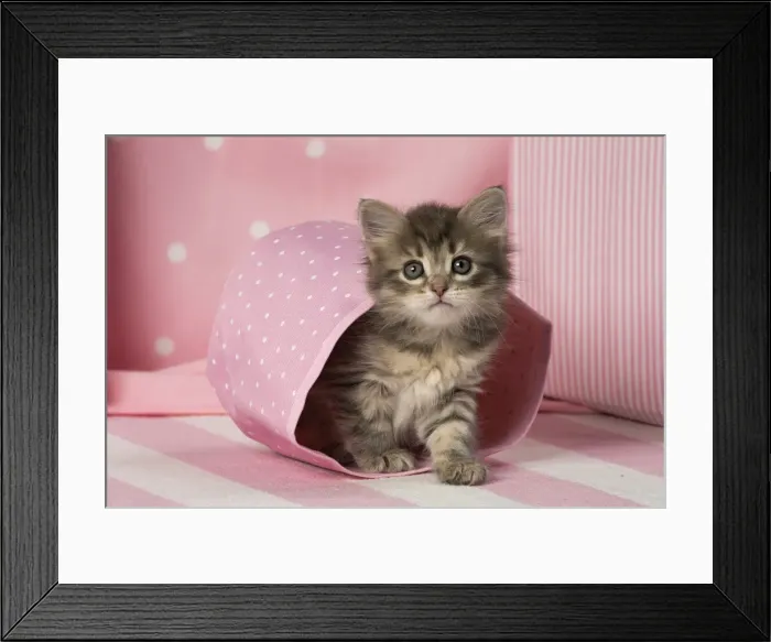 Framed Print : Picture No. 11092615 Framed Print : Picture No. 11092615