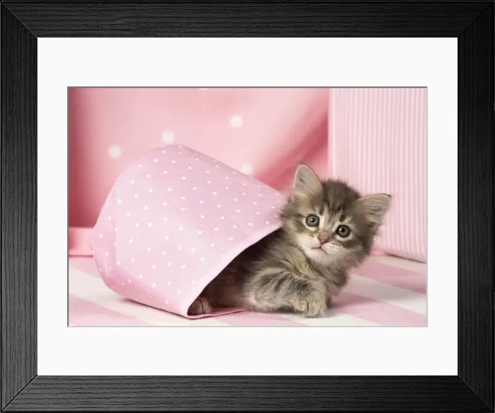 Framed Print : Picture No. 11092616 Framed Print : Picture No. 11092616