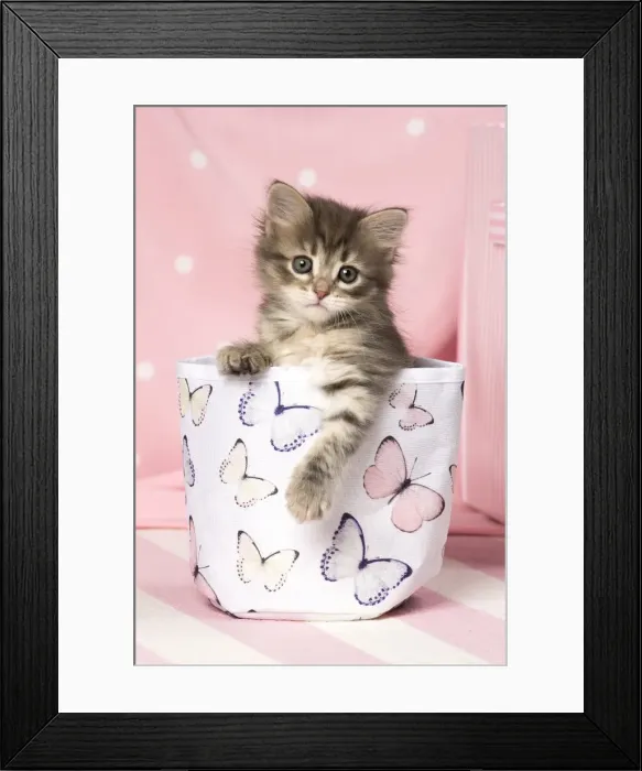 Framed Print : Picture No. 11092617 Framed Print : Picture No. 11092617