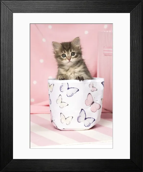 Framed Print : Picture No. 11092618 Framed Print : Picture No. 11092618