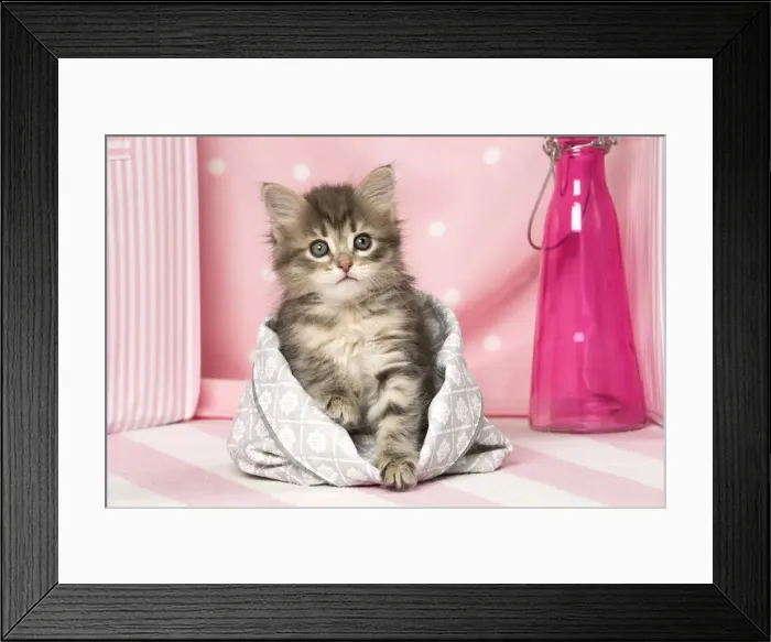 Framed Print : Picture No. 11092619 Framed Print : Picture No. 11092619
