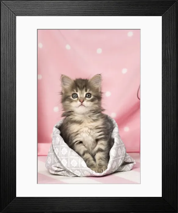 Framed Print : Picture No. 11092620 Framed Print : Picture No. 11092620